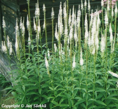  Veronica virginica Alba